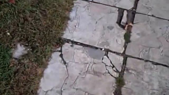 Ботанический сад в Москве/Botanical garden in Moscow смотреть онлайн