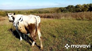 Корову оставили дома, в сами пошли за грибами в лес