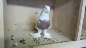 В Гостях у Кузьмина В.Н. Андижанские Голуби