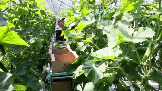Сбор урожая огурцов в теплицах сельскохозяйственной фирмы "Верлиока" в Сочи