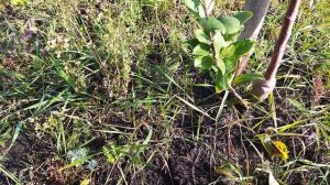 Как получить вегетативный подвой для личного питомника.