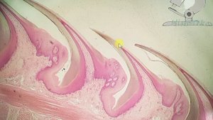 Нитевидные сосочки языка