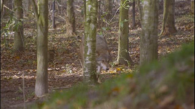 Голоса хищников. Хищные животные / Voices of predators. predatory animals