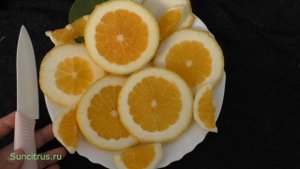 Лимон "Сангвинеум" \ "Сангвинум" \ C.limon "Sanguineum"