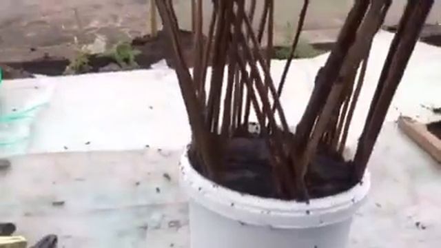 Плетеная ива Мастер класс смотреть онлайн