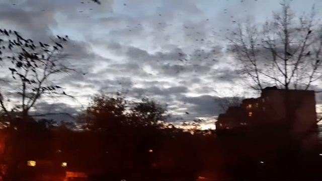 Грачи или вороны.Вид из моего окна смотреть онлайн