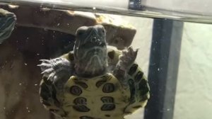 КАК ПРИУЧИТЬ ЧЕРЕПАХУ К ОСТРОВКУ? / красноухие черепахи/