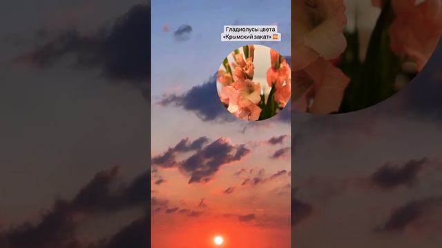 Крымский закат 🌅 #закат #цветы #море #природа #лето #крым #магия #силаприроды #красотамира #таро