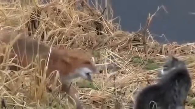 Кот и лиса. Кто смелей? смотреть онлайн