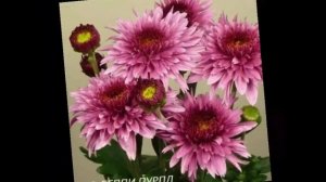 Корейская хризантема, зимующая