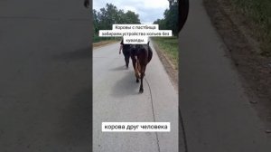 Ведëм коров с пастбища.