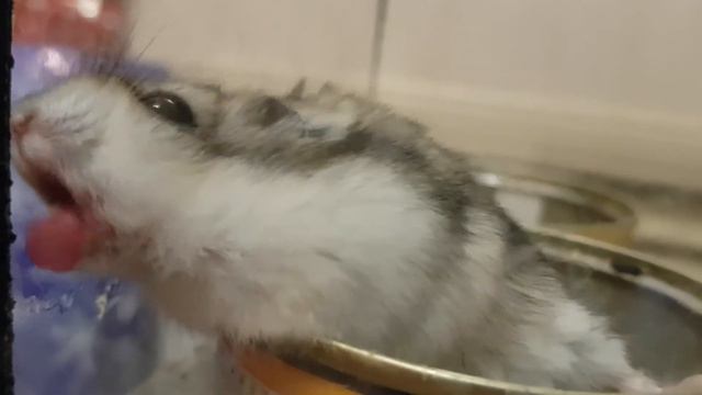 Почему хомяки лижут стекло? смотреть онлайн