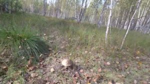 ❗ЗА ГРИБАМИ НА БОЛОТО В ПОДМОСКОВЬЕ.?ГРИБЫ ПОДБЕРЁЗОВИК БОЛОТНЫЙ И РАЗНОЦВЕТНЫЙ.?Опасная трясина.