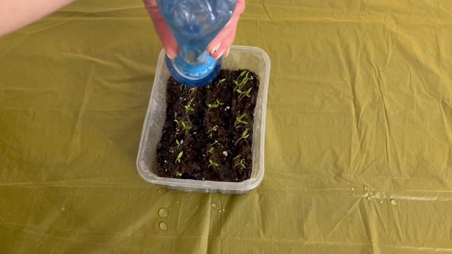 День 12. 24/02/2024 смотреть онлайн