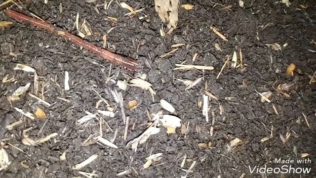 Мусор в субстрате. Что делать? И еще. смотреть онлайн