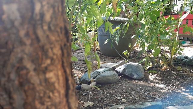 Eachine FMS Toyota FJ Cruiser 1/18 scale crawler. смотреть онлайн