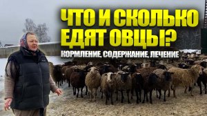 Содержание, кормление и лечение овец. Профилактика мрс.