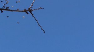 В гостях у Голубятника Майкоп голуби /Visiting Pigeon House