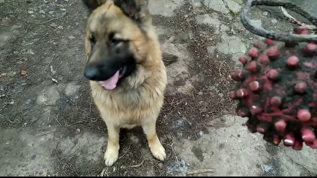 Немецкая овчарка Цезарь.Игрушка смотреть онлайн