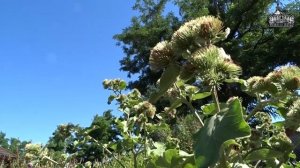 Видеоэкскурсия Колючка и лопух