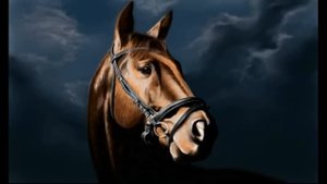 Рисуем портрет лошади / Draw a portrait of a horse