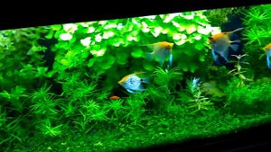 Мой аквариум, JEBO - R250, 375л.