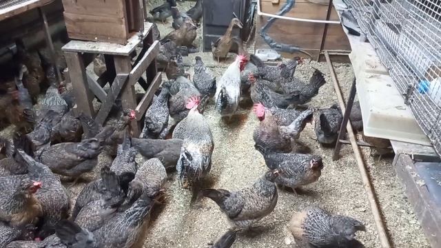 петухи легбар из Славгорода!!! смотреть онлайн