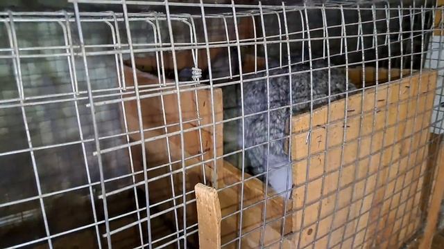 Чужих крольчат не бывает смотреть онлайн