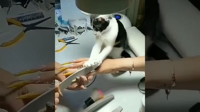 Мастер на все руки (записываемся на ноготочки)