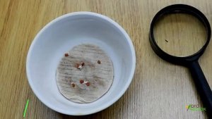 Фитоспорин-М или Био-Микориза? Результаты первого этапа эксперимента под LED лампами.