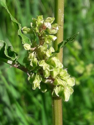 142. Щавель курчавый - Rumex crispus