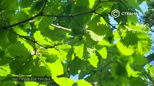 Лазовский государственный природный заповедник Остров Петрова  Природа  Телеканал Страна
