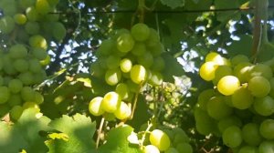 Виноград Кеша  и Ландыш удачное сочетание.