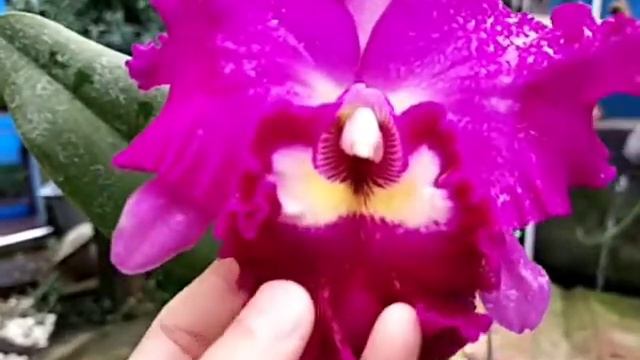 Cattleya Rth. Du Beauty x Village Chief Center смотреть онлайн