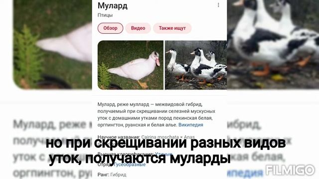 Опыт #1 скрещивание уток. Индоутка и пекинский селезень. мулард смотреть онлайн
