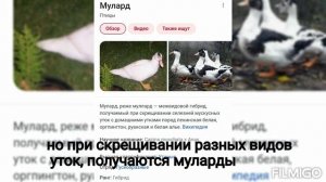 Опыт #1 скрещивание уток. Индоутка и пекинский селезень. мулард