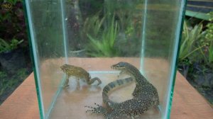 EXPERIMENT: BIAWAK VS KATAK [Battle] Seram | Monitor Lizard Vs Frog Real Fight.!!