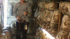 Выращивание Вешенки полив после збора урожая "часть 11"