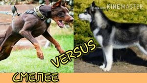 Кто сильнее!Доберман против хаски.//ANIMALS BATTLE BIT//