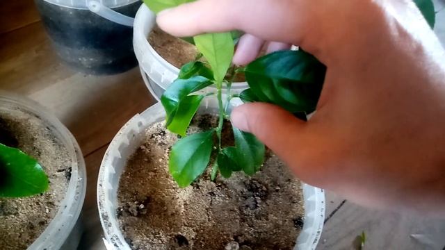 Лимон из косточки условия для ускоренного плодоношения. Формировка кроны