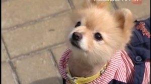 Хочу и могу. Как заставить собаку слушаться хозяина