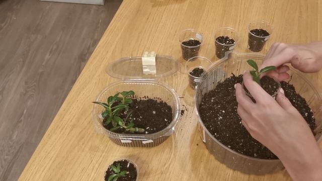 Видео 63. Пересадка сеянцев адениумов смотреть онлайн