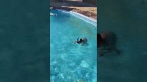 Обзор бесплатного аквапарка Cleo park в Египте в Шарм-Эль-Шейх в отеле Sharm dreams vacation club 5