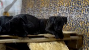 Щеночки паттердейл терьера 2,5 месяца