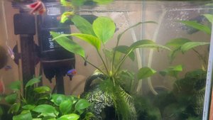 Рыбка Петух второй день соседство с другими рыбами