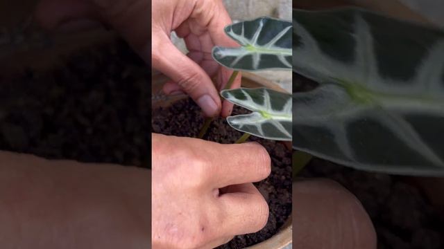 How to grow Alocasia Polly with a leaf roll