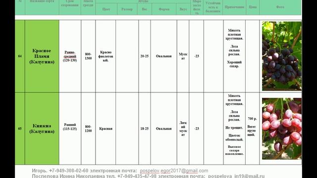 Каталог 2024 на вегетирующие и годовалые саженцы винограда.