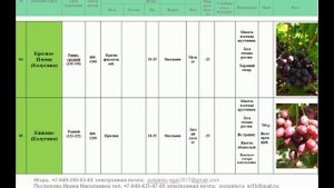 Каталог 2024 на вегетирующие и годовалые саженцы винограда.