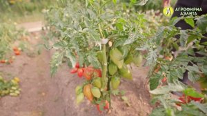 ШТАМБОВЫЕ ТОМАТЫ. Урожайные томаты для открытого грунта.