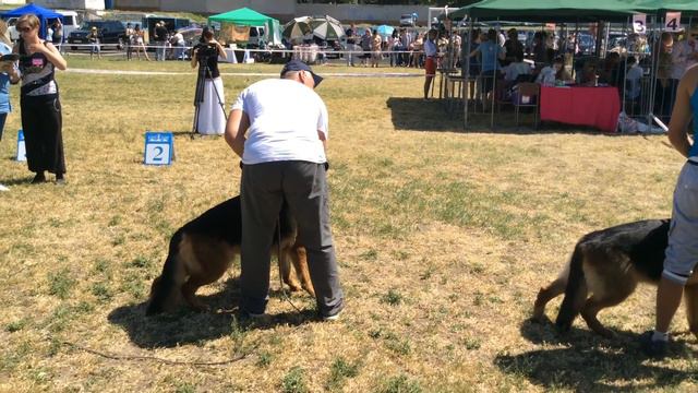 Alelana Diamond Del Rio " Виват Энергодар" CAC открытый класс (кобели) смотреть онлайн